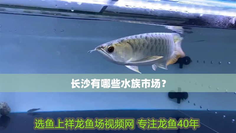 長沙有哪些水族市場？