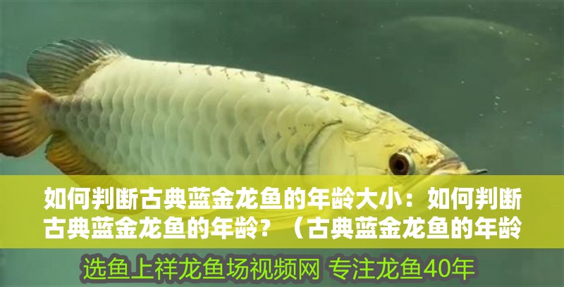 如何判斷古典藍金龍魚的年齡大小：如何判斷古典藍金龍魚的年齡？（古典藍金龍魚的年齡是如何判斷龍魚年齡的方法和技巧） 如何判斷古典藍金龍魚的年齡大?。喝绾闻袛喙诺渌{金龍魚的年齡？（古典藍金龍魚的年齡是如何判斷龍魚年齡的方法和技巧） 水族問答
