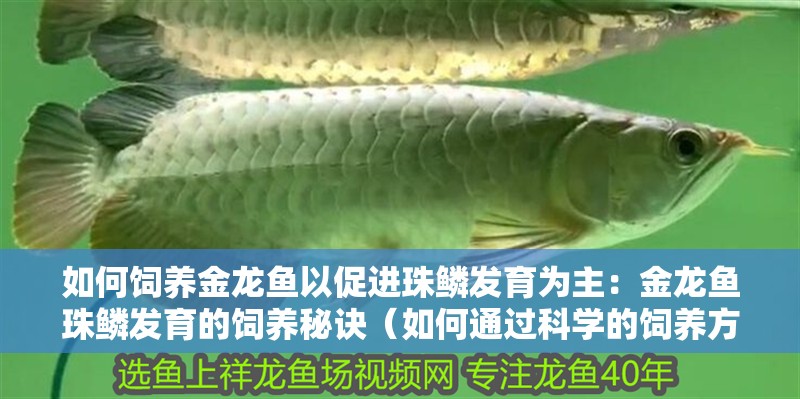如何飼養金龍魚以促進珠鱗發育為主：金龍魚珠鱗發育的飼養秘訣（如何通過科學的飼養方法促進金龍魚珠鱗的發育）
