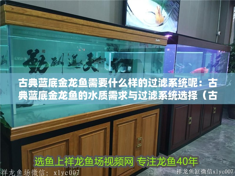 龍魚干蝦有營養嗎 古典藍底金龍魚需要什么樣的過濾系統呢:古典藍底金龍魚的水質需求與過濾系統選擇(古典藍底金龍魚的水質特點) 水族問答 古典藍底金龍魚需要什么樣的過濾系統呢:古典藍底金龍魚的水質需求與過濾系統選擇(古典藍底金龍魚的水質特點) 古典藍底金龍魚需要什么樣的過濾系統呢:古典藍底金龍魚的水質需求與過濾系統選擇(古典藍底金龍魚的水質特點) 水族問答