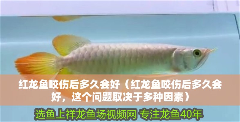 紅龍魚咬傷后多久會好（紅龍魚咬傷后多久會好，這個問題取決于多種因素）