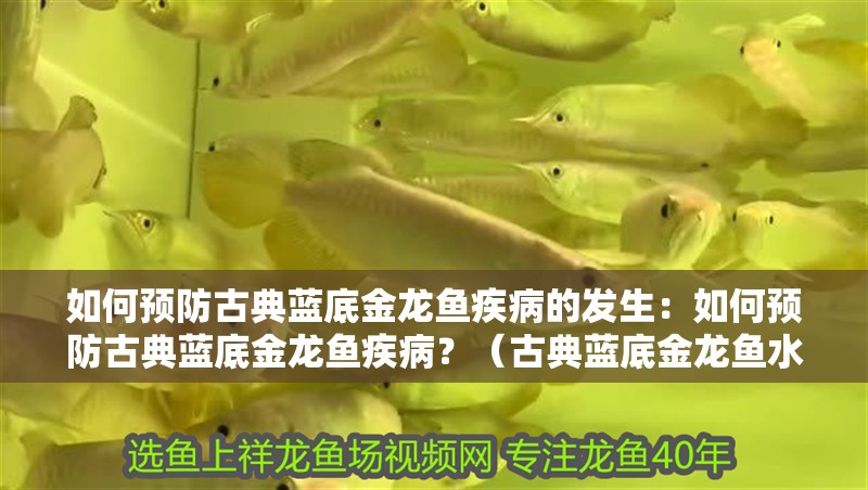 如何預防古典藍底金龍魚疾病的發生：如何預防古典藍底金龍魚疾病？（古典藍底金龍魚水質管理） 如何預防古典藍底金龍魚疾病的發生：如何預防古典藍底金龍魚疾病？（古典藍底金龍魚水質管理） 水族問答