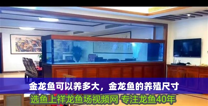 金龍魚可以養多大，金龍魚的養殖尺寸