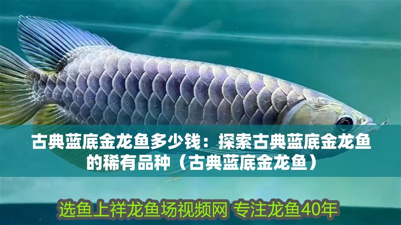 古典藍底金龍魚多少錢：探索古典藍底金龍魚的稀有品種（古典藍底金龍魚）