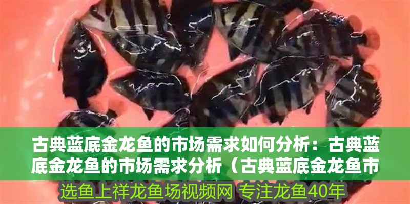 古典藍(lán)底金龍魚(yú)的市場(chǎng)需求如何分析：古典藍(lán)底金龍魚(yú)的市場(chǎng)需求分析（古典藍(lán)底金龍魚(yú)市場(chǎng)需求分析）