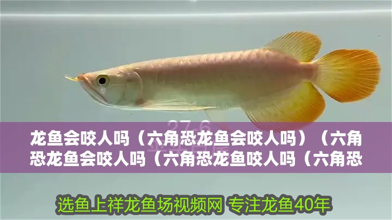 龍魚會咬人嗎（六角恐龍魚會咬人嗎）（六角恐龍魚會咬人嗎（六角恐龍魚咬人嗎（六角恐龍魚咬人嗎））