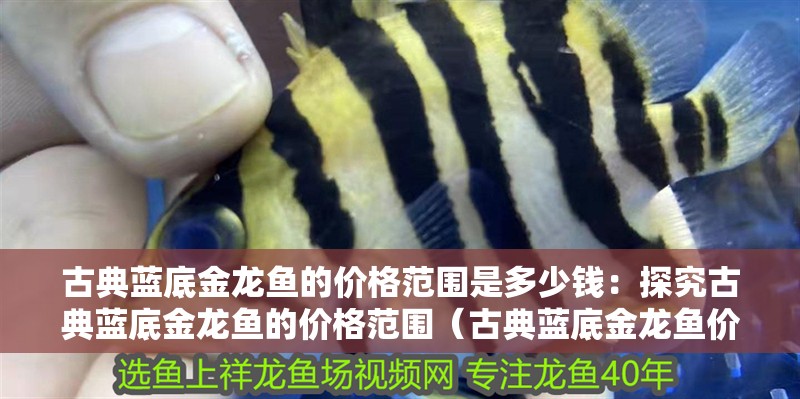 魚缸造景先放沙還是先放水(魚缸造景先鋪沙還是先放石頭) 古典藍底金龍魚的價格范圍是多少錢:探究古典藍底金龍魚的價格范圍(古典藍底金龍魚價格) 水族問答 古典藍底金龍魚的價格范圍是多少錢:探究古典藍底金龍魚的價格范圍(古典藍底金龍魚價格) 古典藍底金龍魚的價格范圍是多少錢:探究古典藍底金龍魚的價格范圍(古典藍底金龍魚價格) 水族問答