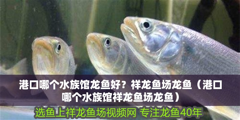 港口哪個水族館龍魚好？祥龍魚場龍魚（港口哪個水族館祥龍魚場龍魚）