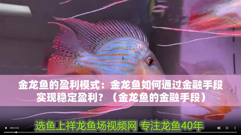 金龍魚的盈利模式：金龍魚如何通過金融手段實現穩定盈利？（金龍魚的金融手段）