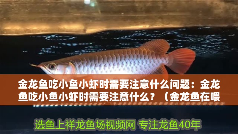金龍魚吃小魚小蝦時需要注意什么問題：金龍魚吃小魚小蝦時需要注意什么？（金龍魚在喂食小魚小蝦時應注意的幾個問題）