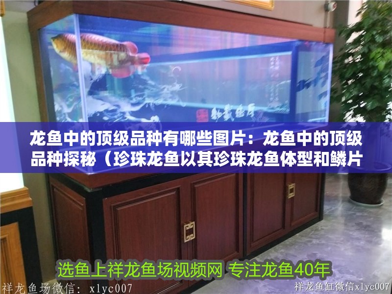 龍魚中的頂級品種有哪些圖片：龍魚中的頂級品種探秘（珍珠龍魚以其珍珠龍魚體型和鱗片和優(yōu)雅的姿態(tài)而著稱）