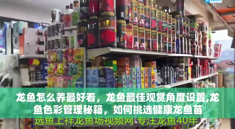 龍魚怎么養最好看，龍魚最佳觀賞角度設置,龍魚色彩管理秘籍，如何挑選健康龍魚苗