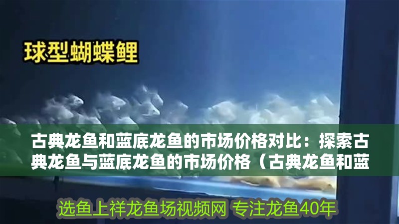 古典龍魚和藍(lán)底龍魚的市場價格對比：探索古典龍魚與藍(lán)底龍魚的市場價格（古典龍魚和藍(lán)底龍魚的區(qū)別）