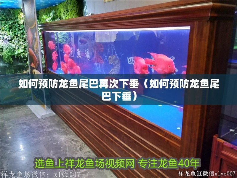 如何預防龍魚尾巴再次下垂（如何預防龍魚尾巴下垂）