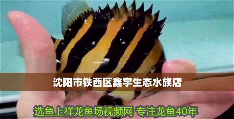 沈陽市鐵西區(qū)鑫宇生態(tài)水族店 全國水族館企業(yè)名錄 第1張 沈陽市鐵西區(qū)鑫宇生態(tài)水族店 沈陽市鐵西區(qū)鑫宇生態(tài)水族店 全國水族館企業(yè)名錄 第1張