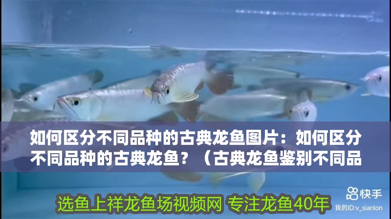 如何區(qū)分不同品種的古典龍魚圖片：如何區(qū)分不同品種的古典龍魚？（古典龍魚鑒別不同品種的古典龍魚的特征與鑒別過程）