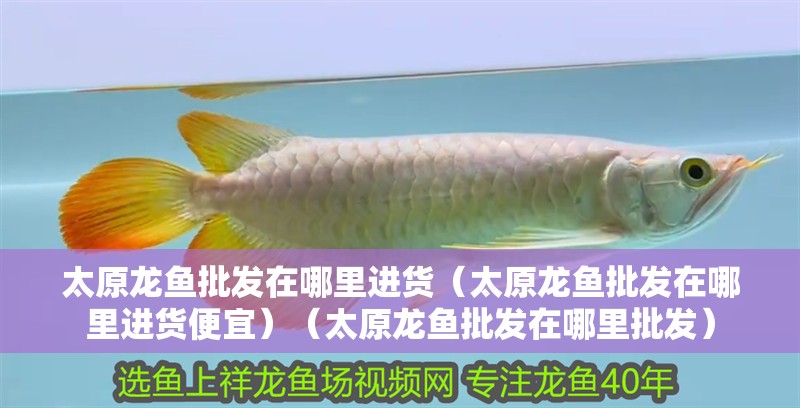 太原龍魚批發在哪里進貨（太原龍魚批發在哪里進貨便宜）（太原龍魚批發在哪里批發） 太原龍魚批發在哪里進貨（太原龍魚批發在哪里進貨便宜）（太原龍魚批發在哪里批發） 觀賞魚百科