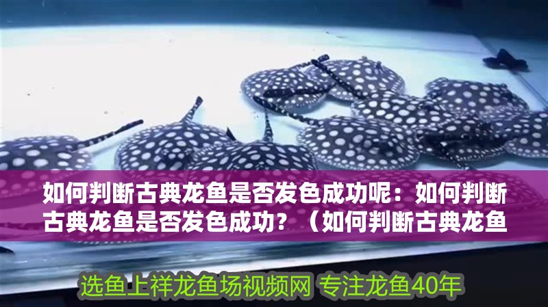 如何判斷古典龍魚是否發色成功呢：如何判斷古典龍魚是否發色成功？（如何判斷古典龍魚是否發色成功）