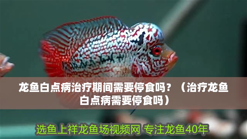 龍魚白點病治療期間需要停食嗎？（治療龍魚白點病需要停食嗎）