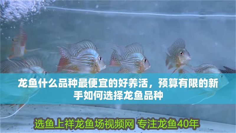 龍魚什么品種最便宜的好養活，預算有限的新手如何選擇龍魚品種