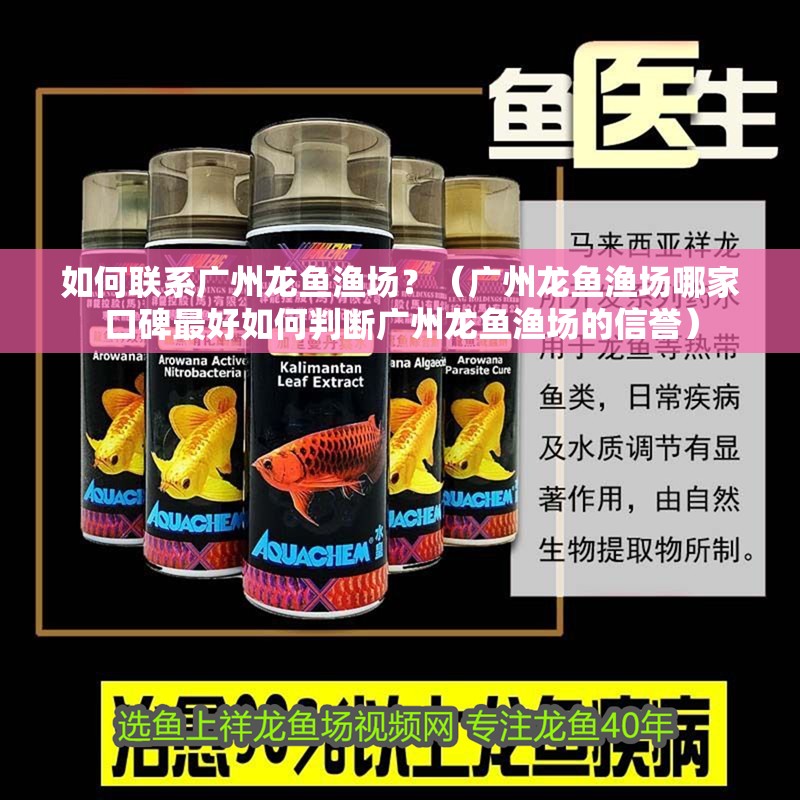 如何聯系廣州龍魚漁場？（廣州龍魚漁場哪家口碑最好如何判斷廣州龍魚漁場的信譽） 如何聯系廣州龍魚漁場？（廣州龍魚漁場哪家口碑最好如何判斷廣州龍魚漁場的信譽） 龍魚百科