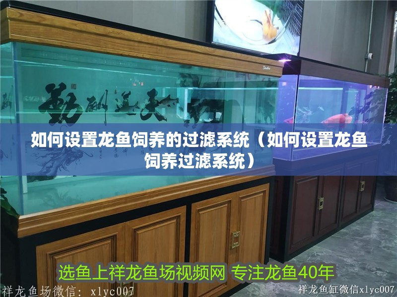 如何設置龍魚飼養的過濾系統（如何設置龍魚飼養過濾系統）