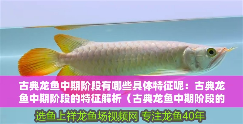 古典龍魚中期階段有哪些具體特征呢：古典龍魚中期階段的特征解析（古典龍魚中期階段的具體特征） 古典龍魚中期階段有哪些具體特征呢：古典龍魚中期階段的特征解析（古典龍魚中期階段的具體特征） 水族問答