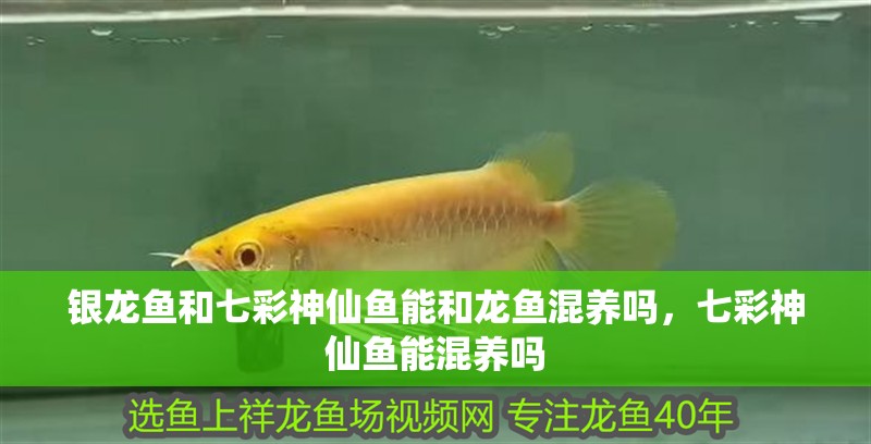 銀龍魚和七彩神仙魚能和龍魚混養嗎，七彩神仙魚能混養嗎 銀龍魚和七彩神仙魚能和龍魚混養嗎，七彩神仙魚能混養嗎 觀賞魚百科