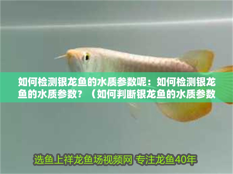 如何檢測銀龍魚的水質(zhì)參數(shù)呢：如何檢測銀龍魚的水質(zhì)參數(shù)？（如何判斷銀龍魚的水質(zhì)參數(shù)）