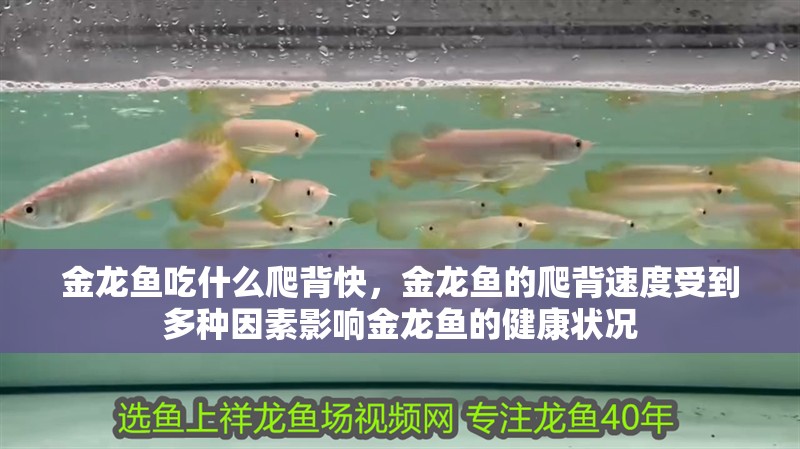 金龍魚吃什么爬背快，金龍魚的爬背速度受到多種因素影響金龍魚的健康狀況