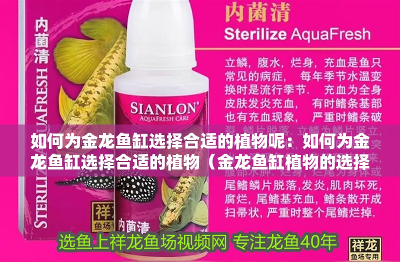 如何為金龍魚(yú)缸選擇合適的植物呢：如何為金龍魚(yú)缸選擇合適的植物（金龍魚(yú)缸植物的選擇）