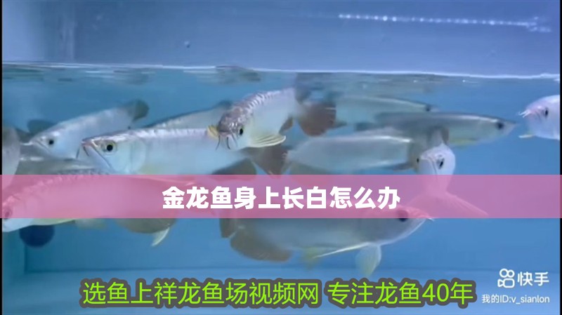 金龍魚身上長白怎么辦