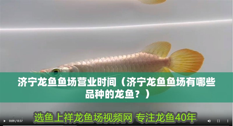 濟寧龍魚魚場營業時間（濟寧龍魚魚場有哪些品種的龍魚？）