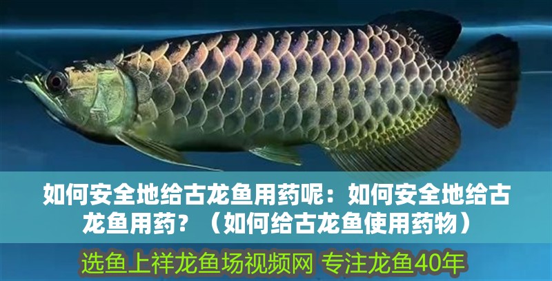 如何安全地給古龍魚用藥呢：如何安全地給古龍魚用藥？（如何給古龍魚使用藥物）