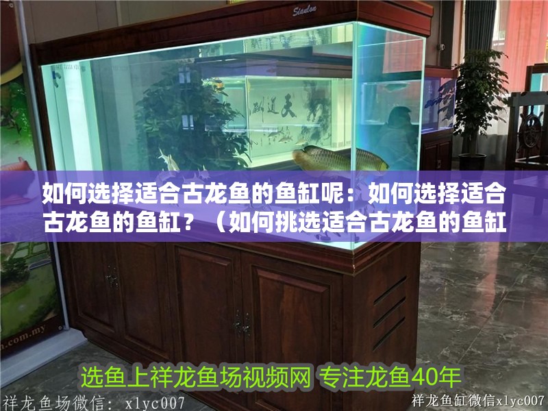 如何選擇適合古龍魚的魚缸呢：如何選擇適合古龍魚的魚缸？（如何挑選適合古龍魚的魚缸）