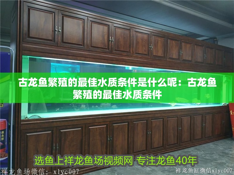 古龍魚繁殖的最佳水質(zhì)條件是什么呢：古龍魚繁殖的最佳水質(zhì)條件 古龍魚繁殖的最佳水質(zhì)條件是什么呢：古龍魚繁殖的最佳水質(zhì)條件 水族問答
