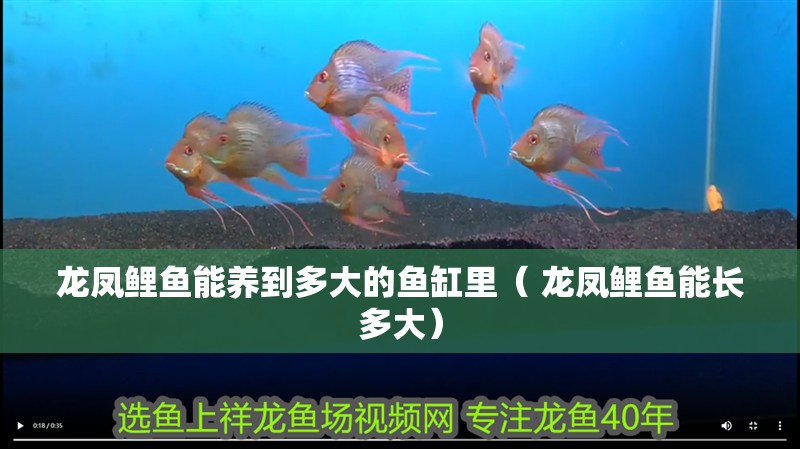 龍鳳鯉魚能養到多大的魚缸里（ 龍鳳鯉魚能長多大） 龍鳳鯉魚能養到多大的魚缸里（ 龍鳳鯉魚能長多大） 觀賞魚百科