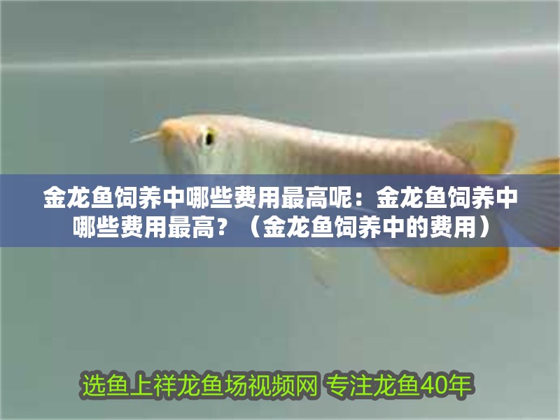 金龍魚(yú)飼養(yǎng)中哪些費(fèi)用最高呢：金龍魚(yú)飼養(yǎng)中哪些費(fèi)用最高？（金龍魚(yú)飼養(yǎng)中的費(fèi)用） 金龍魚(yú)飼養(yǎng)中哪些費(fèi)用最高呢：金龍魚(yú)飼養(yǎng)中哪些費(fèi)用最高？（金龍魚(yú)飼養(yǎng)中的費(fèi)用） 水族問(wèn)答