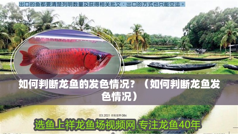 如何判斷龍魚的發色情況？（如何判斷龍魚發色情況）