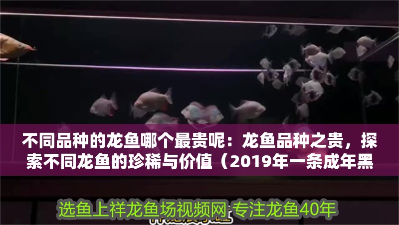 不同品種的龍魚哪個最貴呢：龍魚品種之貴，探索不同龍魚的珍稀與價值（2019年一條成年黑龍的價格可能從幾百美元到幾千美元不等）