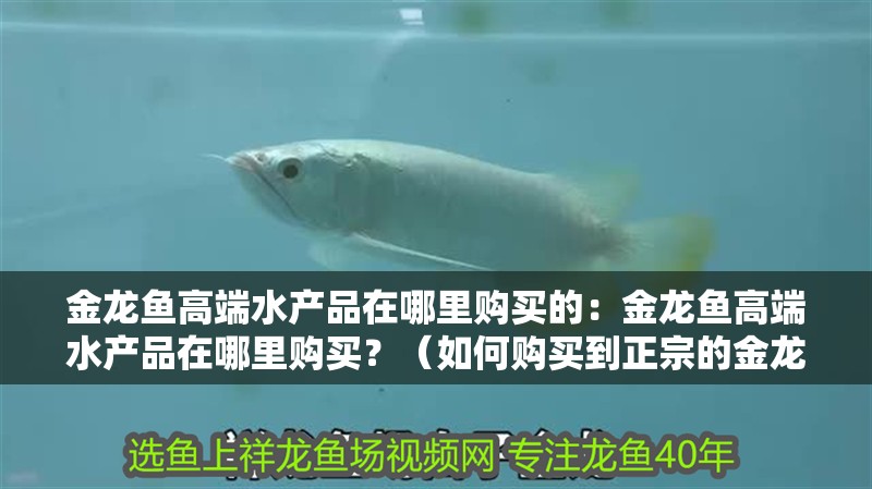 金龍魚高端水產品在哪里購買的：金龍魚高端水產品在哪里購買？（如何購買到正宗的金龍魚高端水產品？）
