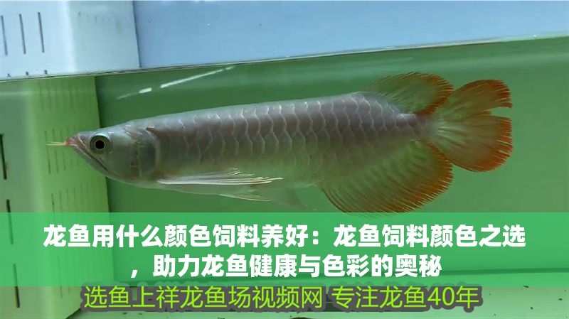 龍魚用什么顏色飼料養(yǎng)好：龍魚飼料顏色之選，助力龍魚健康與色彩的奧秘