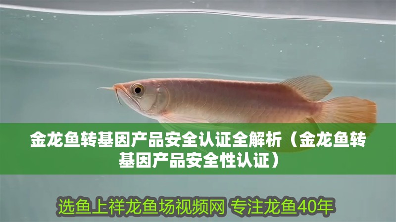金龍魚轉基因產品安全認證全解析（金龍魚轉基因產品安全性認證）
