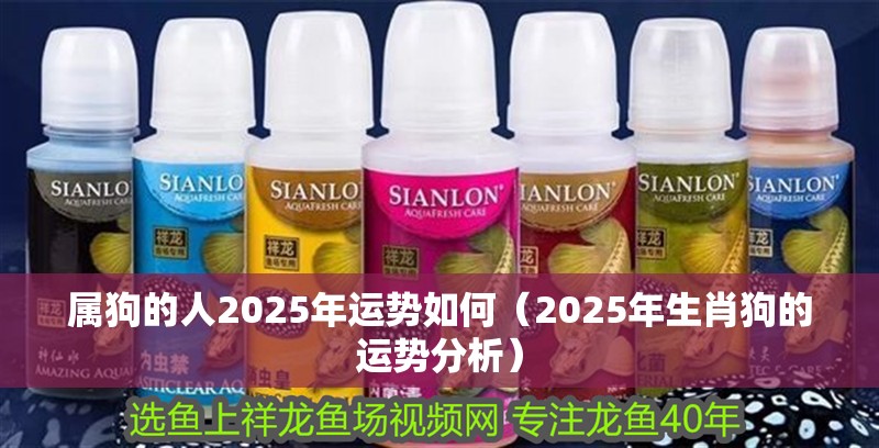 屬狗的人2025年運(yùn)勢如何（2025年生肖狗的運(yùn)勢分析）