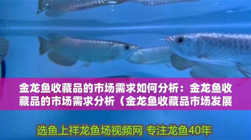 金龍魚收藏品的市場需求如何分析：金龍魚收藏品的市場需求分析（金龍魚收藏品市場發(fā)展趨勢分析）