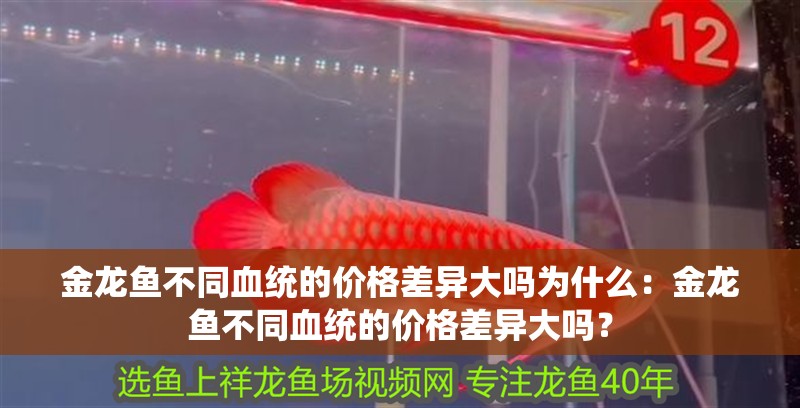 金龍魚不同血統(tǒng)的價格差異大嗎為什么：金龍魚不同血統(tǒng)的價格差異大嗎？