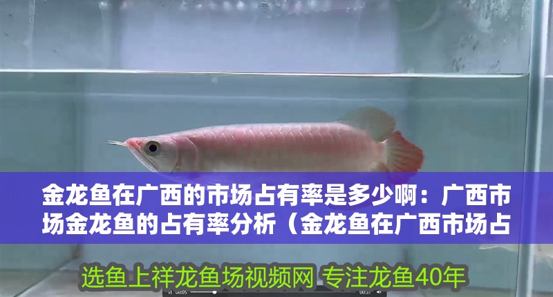 金龍魚在廣西的市場占有率是多少?。簭V<strong><mark>西市</mark></strong>場金龍魚的占有率分析（金龍魚在廣<strong><mark>西市</mark></strong>場占有率穩步上升）