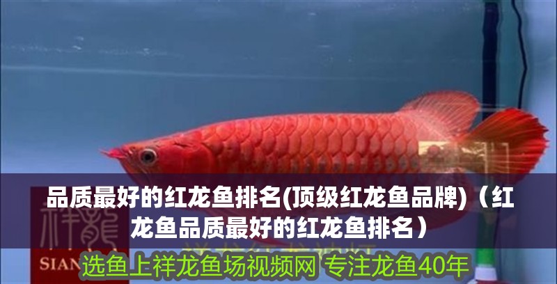 品質最好的紅龍魚排名(頂級紅龍魚品牌)（紅龍魚品質最好的紅龍魚排名）