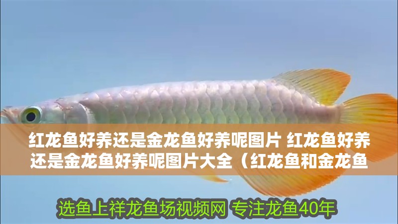 給大魚缸換水的作文:體驗(yàn)給大魚缸換水的樂趣:體驗(yàn)給大魚缸換水:給大魚缸換水的作文 紅龍魚好養(yǎng)還是金龍魚好養(yǎng)呢圖片 紅龍魚好養(yǎng)還是金龍魚好養(yǎng)呢圖片大全(紅龍魚和金龍魚的養(yǎng)殖方法) 觀賞魚百科 紅龍魚好養(yǎng)還是金龍魚好養(yǎng)呢圖片 紅龍魚好養(yǎng)還是金龍魚好養(yǎng)呢圖片大全(紅龍魚和金龍魚的養(yǎng)殖方法) 紅龍魚好養(yǎng)還是金龍魚好養(yǎng)呢圖片 紅龍魚好養(yǎng)還是金龍魚好養(yǎng)呢圖片大全(紅龍魚和金龍魚的養(yǎng)殖方法) 觀賞魚百科