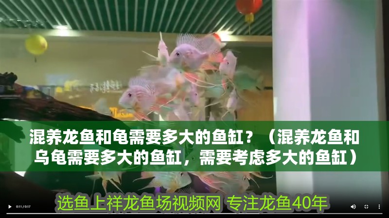 混養龍魚和龜需要多大的魚缸？（混養龍魚和烏龜需要多大的魚缸，需要考慮多大的魚缸）